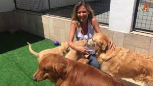 No resgate de animais feridos. Luisa Mell Diz Que Prefere Ser Presa A Devolver Caes Resgatados
