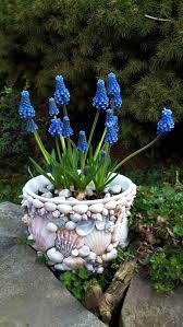 Blaue Minihyazinthen Foto S Hopp Plants