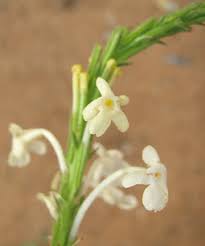 Image result for Chascanum hederaceum