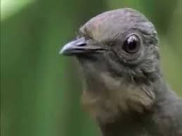 Bird That Sounds Like A Car Alarm Canada This Bird Can Copy The Sound Of Everybody Including Human Lyrebird Funny Birds Bird Weird Birds