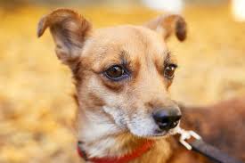 6 Reasons Your Dog Follows You Everywhere Great Pet Care
