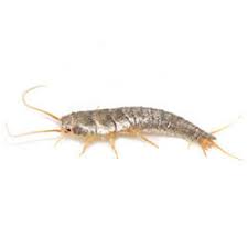 Little black bugs intended for tiny beetles in bathroom of little black bugs tiny black flying, image source: Silverfish Facts Identification Control Prevention