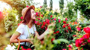 How to make a small rose garden. How To Build A Rose Garden For Small Spaces Garden Season
