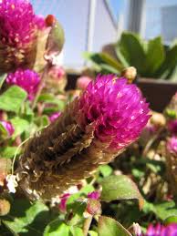 Image result for Gomphrena globosa