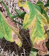 Image result for tomato seedling early blight