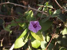 Image result for Ipomoea tenuipes