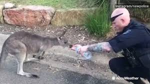 Australia Fires Here S Where To Donate How To Help Victims Animals