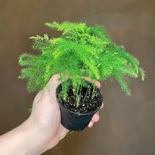 Image result for Asparagus setaceus