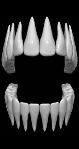 3d Model Teeth Maya Modeling Zbrush 3d Model