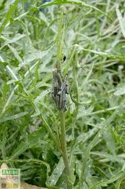 La Roquette Une Salade Facile A Cultiver Tous Les Conseils Pour Reussir Les Salades Jardinage Potager Potager Biologique Potager Bio