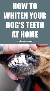 How To Clean A Dog S Teeth At Home Dog Teeth Dog Teeth Cleaning Teeth Cleaning