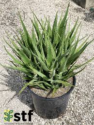 Image result for Euphorbia dawei