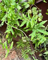 Image result for Lygodium microphyllum