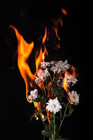 Fire Flowers By Daniil Aleksandryants Via Behance I Like That You See A Single Untouched Flower In The Mix Fire Photography Fire Flower Burning Flowers