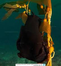 Known for their use of ink as a defense mechanism, sea hares are closely related to sea slugs and nudibranchs. Aplysia Vaccaria California Black Sea Hare