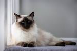Balinese Cat History,Balinese Breed Origin/Information ...
