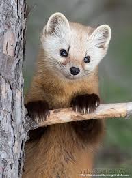 Land Of The Animals Cute Animals Animals Beautiful Nature Animals