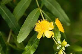 Image result for Hypericum quartinianum