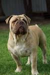 Dogs | Australasian Bosdog Society