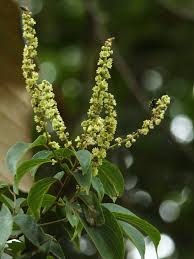 Image result for Gouania tiliifolia