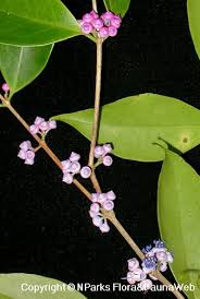 Image result for Memecylon myrianthum