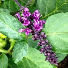 Image result for Ocimum basilicum