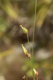 Image result for Abildgaardia ovata