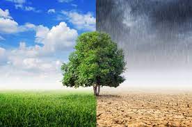 Cuidado del medio ambiente: ¿por qué importa? - INTEGRARSE