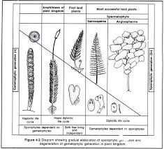 16 Specific Life Cycle Of Laminaria Flowchart