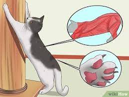 Choose a scratching post that is similar to the material your cat most likes to scratch, said meghan herron, dvm and clinical assistant professor of behavioral medicine at ohio state. 4 Ways To Stop A Cat From Clawing Furniture Wikihow