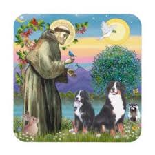 List of patron saints by patronage. Bernese Mountain Dog Saint Francis Gifts T Shirts Art Posters Other Gift Ideas Bernese Mountain Dog St Francis Patron Saint Of Animals