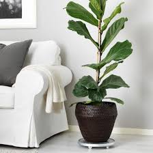 Paranot Plant Pot Brown Ikea In 2020 Ikea Plants Plant Decor White Furniture Living Room