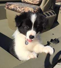 99 Names For Female Border Collies Scottish Irish And Welsh Dog Names The Modern Bark Dog Training Tips