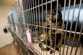 When looking in utah, we know there are many local businesses to choose from, we recommend you consider best friends animal society. Herald Editorial We Encourage Utah County To Adopt A Return To Field Program To Save Animal Lives Herald Editorials Heraldextra Com