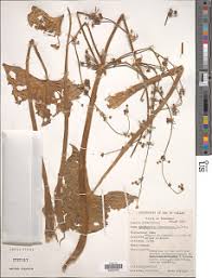 Image result for Limnophyton obtusifolium