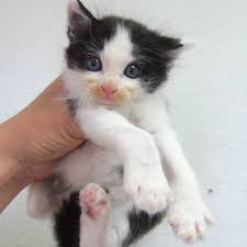 かわいい子猫ちゃんの里親募集です 須藤 動物病院 千葉県船橋市 Facebook