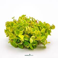 Image result for Phyllanthus polyanthus