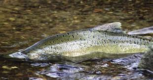 Regional Fisheries Enhancement Program Annual Report for July 1, 2010 -  June 30, 2011