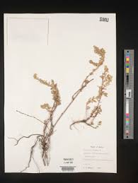 Image result for Micromeria imbricata