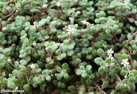 Image result for Crassula expansa