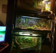 Pin By Kyle Lav On Pets Vivarium Pets Tropical