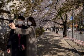 Sakura is a selfie master! Cara Orang Korea Nikmati Sakura Di Tengah Pandemi Corona Ada Wisata Drive Thru Halaman All Kompas Com