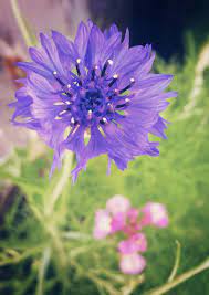 Centaurea Cyanus Aka Cornflower Blue Wild Flowers Cornflower Blue Cornflower