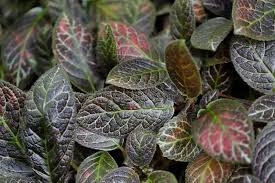 Image result for Episcia reptans