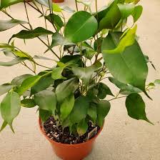 Image result for Ficus benjamina