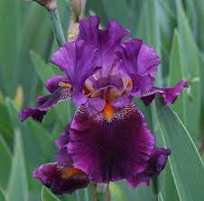 Tbnightmoves Tbkthruo Twiki Iris Iris Flowers Most Beautiful Flowers