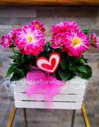 Cura e consigli per i fiori estivi. Cassettina Con Fiori Estivi Fiorista Fiori A Morbegno Invio E Consegna Fiori E Piante A Domicilio A Morbegno
