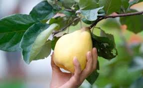 Quitten Ernte Und Verarbeitung Quitten Gesundheit Pflanzen