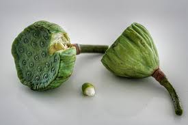 Then, there are the edible cones, seeds and pollen of the pinus genus. Indian Lotus Flower Pod Seeds Edible Food Grow Vegetable Desktop Flora Pikist