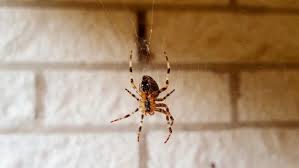 Alors il faut s'en protéger. 7 Remedes De Grand Mere Pour Soulager Les Piqures De Moustiques Gael Be